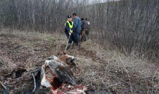 野生动物园熊咬死人 野生动物园熊咬死人